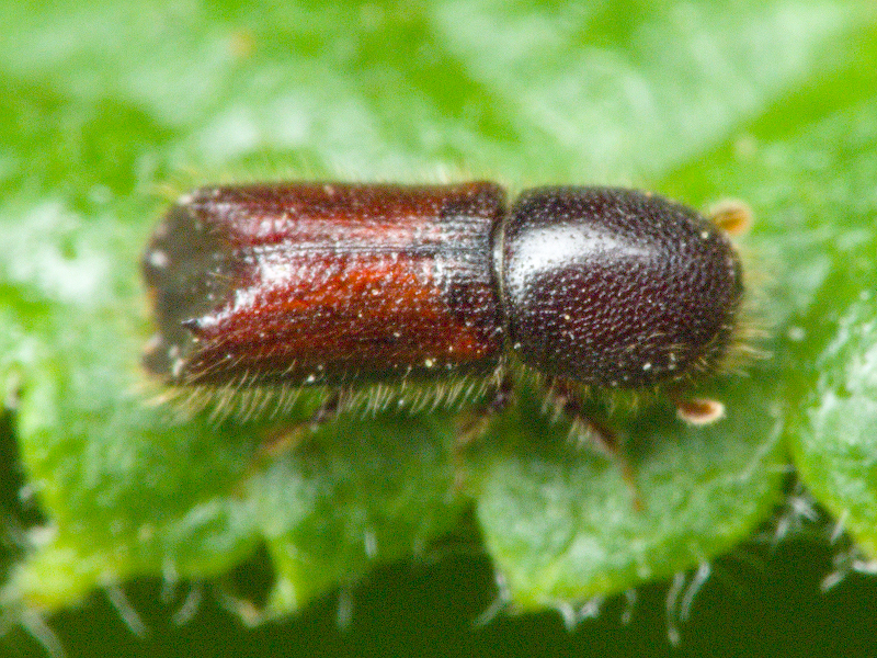Xylocleptes bispinus (Duftschmid, 1825)